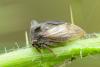 Centrotus cornutus